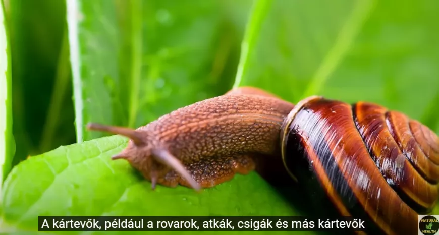2 perc alatt szabadulj meg a csigáktól, levéltetvektől és hernyóktól! A legjobb természetes rovarirtó!